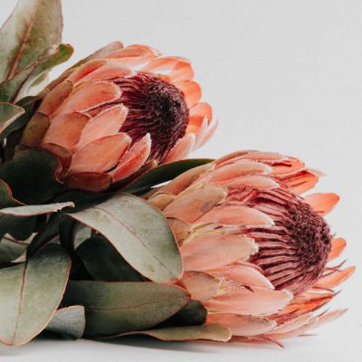 protea kukka trendikäs hääkukka 